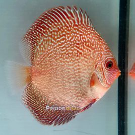 Discus Red Scarlet Snake Skin origine Malaisie 8-9 cm