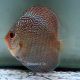 Discus Red Scarlet Snake Skin origine Malaisie 8-9 cm