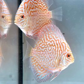 Discus Golden Indiana Tiger origine Malaisie 8-9 cm