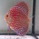 Discus Starlight Galaxy origine Malaisie 8-9 cm