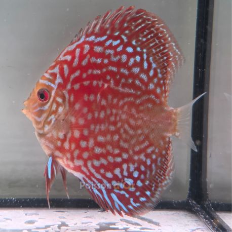 Discus Starlight Galaxy origine Malaisie 8-9 cm