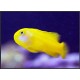 Gobiodon okinawae : 2-3 cm  19,90 €
