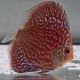 Discus Starlight Galaxy origine Malaisie 8-9 cm