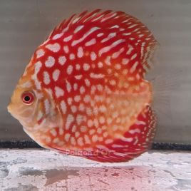 Discus Pigeon CheckerBoard origine Malaisie 8-9 cm