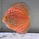 Discus Yellow Pigeon CheckerBoard origine Malaisie 8-9 cm