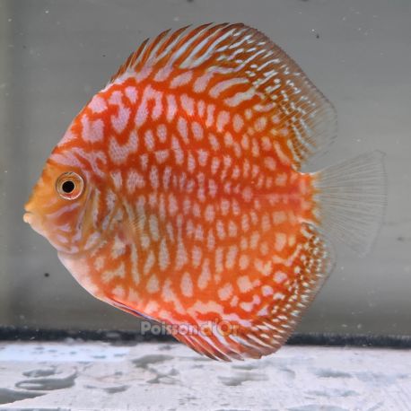 Discus Yellow Pigeon CheckerBoard origine Malaisie 10-11 cm 69,50 €