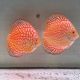 Discus Yellow Pigeon CheckerBoard origine Malaisie 10-11 cm 69,50 €
