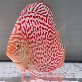 Discus Albino Leopard origine Malaisie 10-11 cm