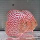 Discus Albino Leopard origine Malaisie 10-11 cm