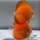 Discus Golden Diamond origine Malaisie 10-11 cm