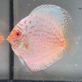 Discus White Butterfly origine Malaisie 10-11 cm