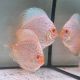 Discus White Butterfly origine Malaisie 10-11 cm