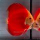 Discus Red Golden Diamond origine Malaisie 10-11 cm