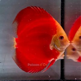 Discus Red Golden Diamond origine Malaisie 10-11 cm