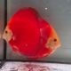 Discus Red Golden Diamond origine Malaisie 10-11 cm