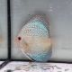 Discus Blue Snake Skin origine Malaisie 10-11 cm
