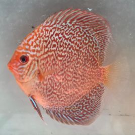 Discus Majestic Fire origine Malaisie 10-11 cm