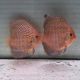 Discus Majestic Fire origine Malaisie 10-11 cm
