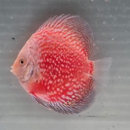 Discus White Pigeon CheckerBoard origine Malaisie 10-11 cm