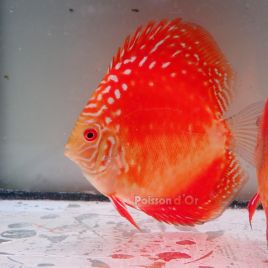 Discus Meteor Pigeon origine Malaisie 10-11 cm
