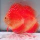 Discus Meteor Pigeon origine Malaisie 12-13 cm 89,00 €
