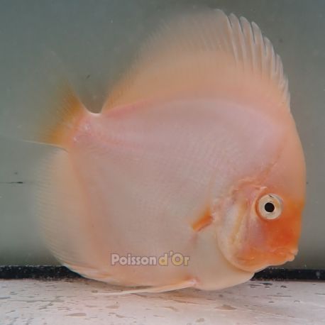 Discus Snow White (Offer) origine Malaisie 12-13 cm