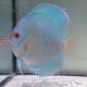 Discus Blue Diamond origine Malaisie 12-13 cm