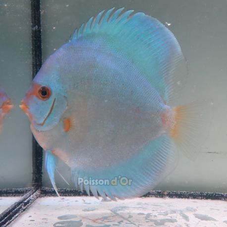 Discus Blue Diamond origine Malaisie 12-13 cm