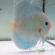 Discus Blue Diamond origine Malaisie 12-13 cm