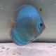Discus Reflection Deep origine Malaisie 13 cm