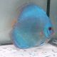 Discus Reflection Deep origine Malaisie 13 cm