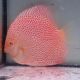 Discus Albino Leopard Snake origine Malaisie 14 cm