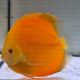 Discus Golden Diamond origine Malaisie 14 cm