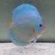 Discus Blue Diamond origine Malaisie 14 cm