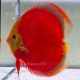 Discus Red Cover origine Malaisie 14 cm