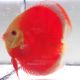 Discus Red Cover origine Malaisie 14 cm