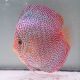 Discus Viper King origine Malaisie 14 cm