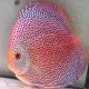 Discus Panthera origine Malaisie 14 cm