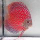Discus Starlight Galaxy origine Malaise 14 cm