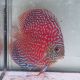 Discus Starlight Galaxy origine Malaise 14 cm