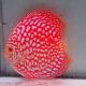 Discus Pigeon CheckerBoard origine Malaisie 14 cm