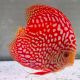 Discus Pigeon CheckerBoard origine Malaisie 14 cm