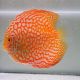 Discus Yellow Pigeon CheckerBoard origine Malaisie 14 cm