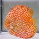 Discus Yellow Pigeon CheckerBoard origine Malaisie 14 cm