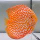 Discus Yellow Pigeon CheckerBoard origine Malaisie 14 cm