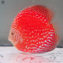 Discus White Pigeon CheckerBoard origine Malaisie 14 cm
