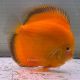 Discus Golden Diamond origine Malaisie 14-15 cm