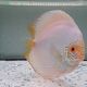 Discus Albino White Butterfly origine Malaisie 14-15 cm