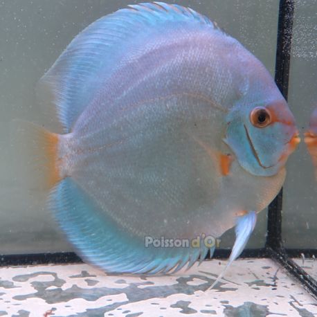 Discus Blue Diamond origine Malaisie 14-15 cm