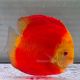 Discus Melon origine Malaisie 14-15 cm